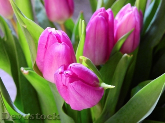 Devostock Tulip beautiful  (183)