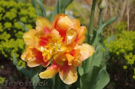 Devostock Tulip beautiful  (187)