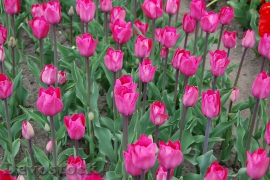Devostock Tulip beautiful  (189)