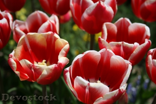 Devostock Tulip beautiful  (190)