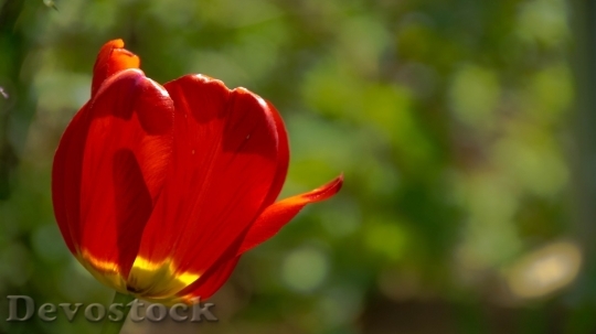 Devostock Tulip beautiful  (191)