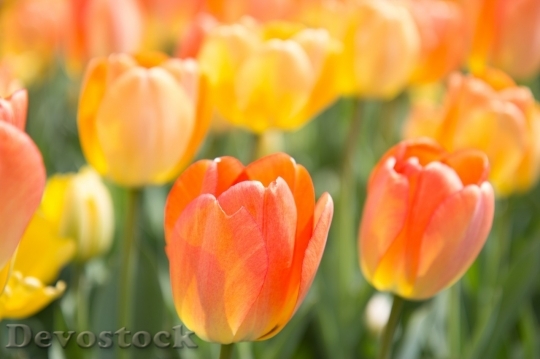 Devostock Tulip beautiful  (192)