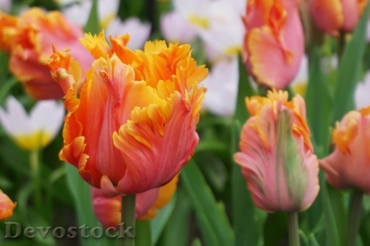 Devostock Tulip beautiful  (195)