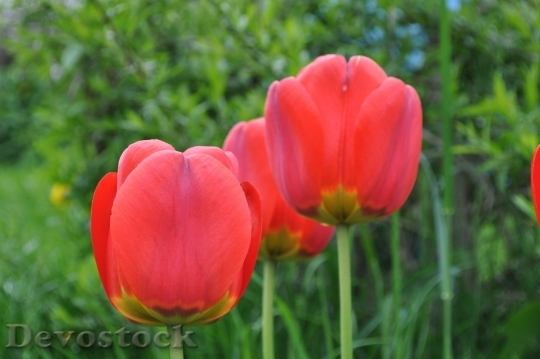 Devostock Tulip beautiful  (196)