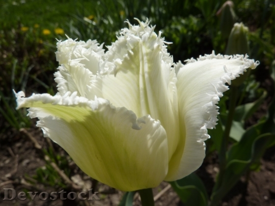 Devostock Tulip beautiful  (197)