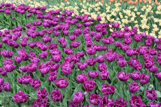 Devostock Tulip beautiful  (201)