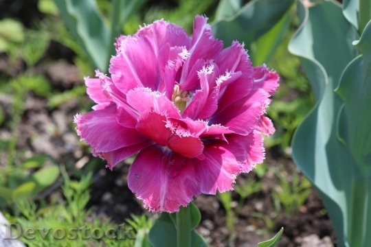 Devostock Tulip beautiful  (204)
