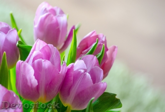 Devostock Tulip beautiful  (207)