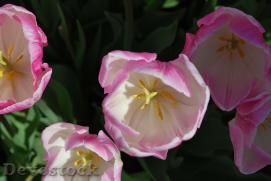 Devostock Tulip beautiful  (208)