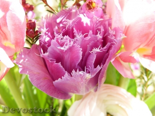 Devostock Tulip beautiful  (209)