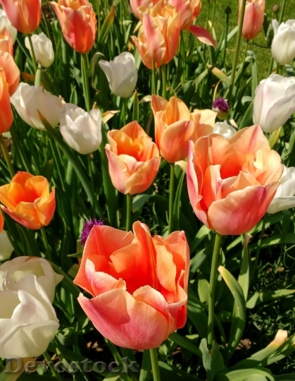 Devostock Tulip beautiful  (213)
