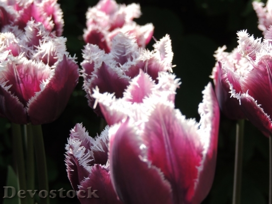 Devostock Tulip beautiful  (215)