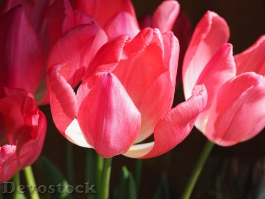 Devostock Tulip beautiful  (219)