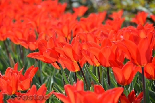 Devostock Tulip beautiful  (220)