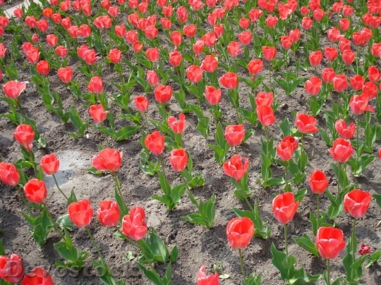 Devostock Tulip beautiful  (221)