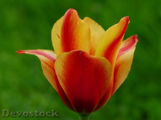 Devostock Tulip beautiful  (222)