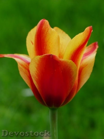 Devostock Tulip beautiful  (223)