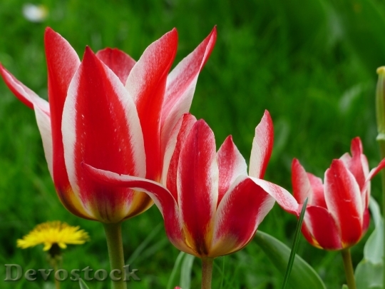 Devostock Tulip beautiful  (227)