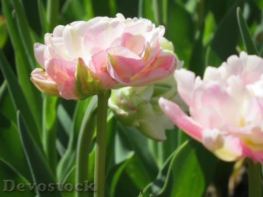 Devostock Tulip beautiful  (232)