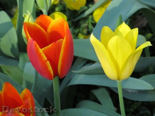 Devostock Tulip beautiful  (233)