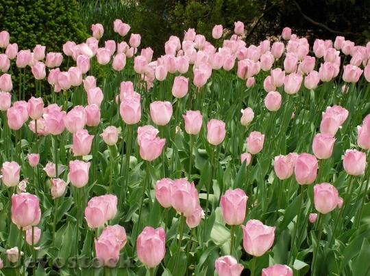 Devostock Tulip beautiful  (237)
