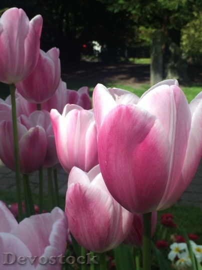 Devostock Tulip beautiful  (238)
