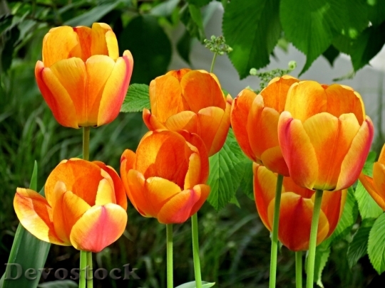 Devostock Tulip beautiful  (245)
