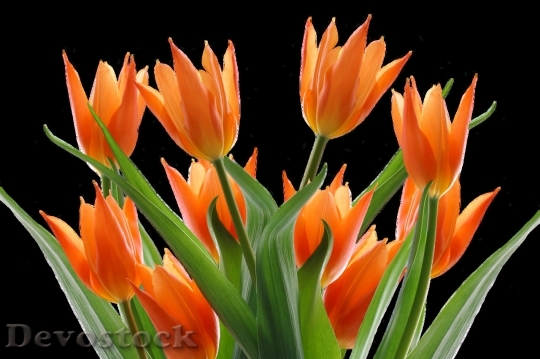 Devostock Tulip beautiful  (246)