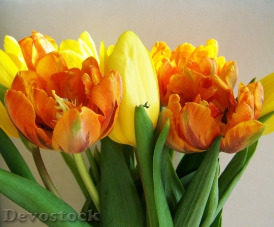 Devostock Tulip beautiful  (248)