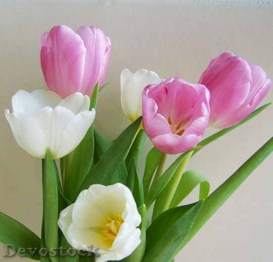 Devostock Tulip beautiful  (249)