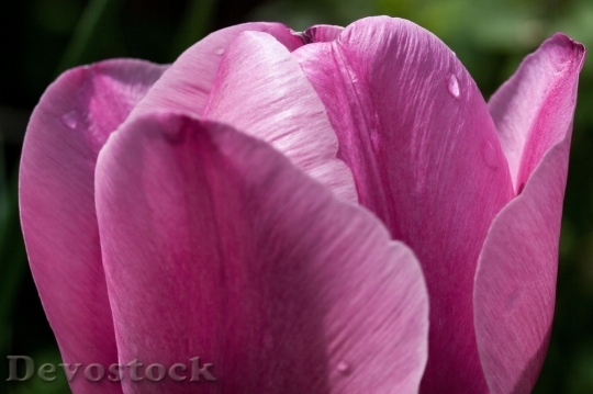 Devostock Tulip beautiful  (250)
