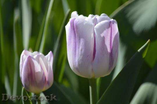 Devostock Tulip beautiful  (262)