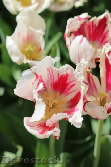 Devostock Tulip beautiful  (263)
