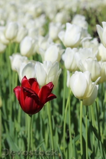 Devostock Tulip beautiful  (265)