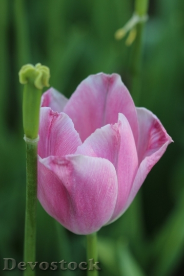 Devostock Tulip beautiful  (266)