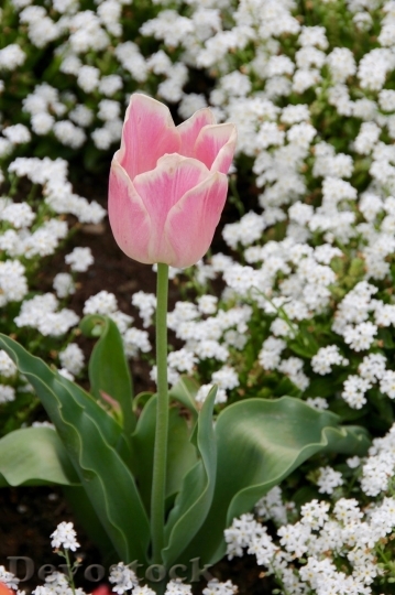 Devostock Tulip beautiful  (269)