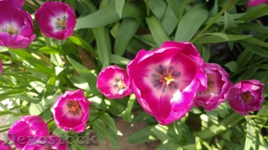Devostock Tulip beautiful  (270)