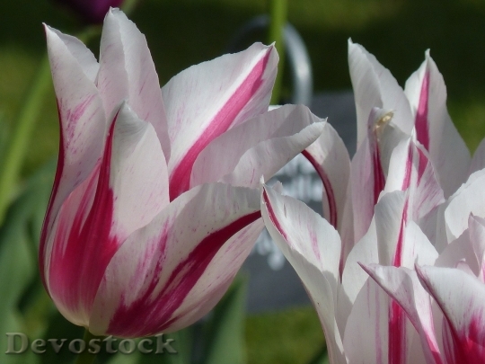 Devostock Tulip beautiful  (271)