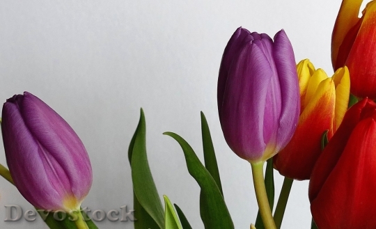 Devostock Tulip beautiful  (272)
