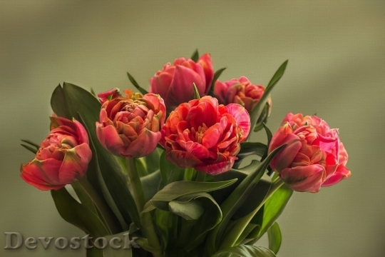 Devostock Tulip beautiful  (273)