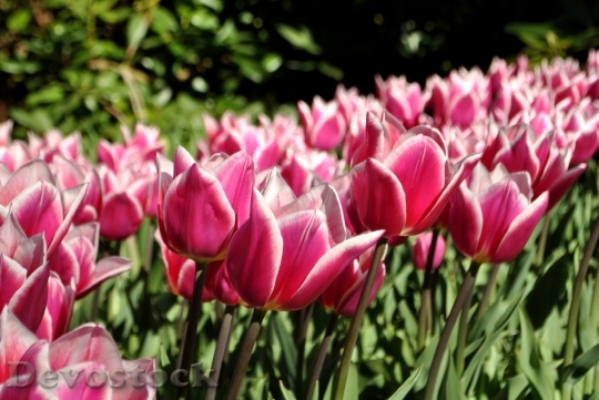 Devostock Tulip beautiful  (274)