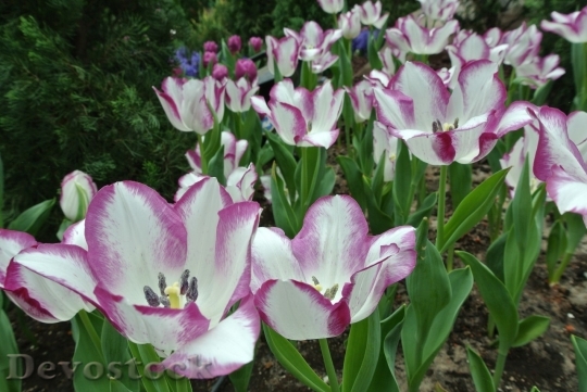 Devostock Tulip beautiful  (276)