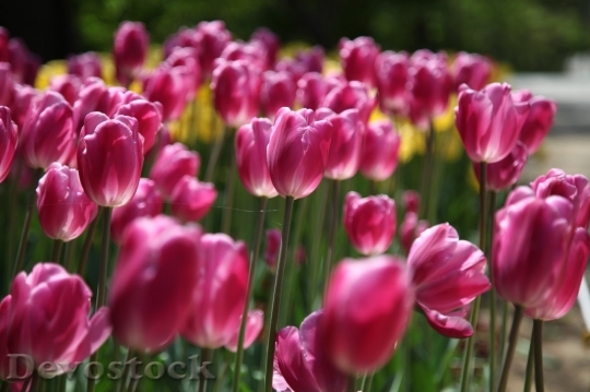 Devostock Tulip beautiful  (281)