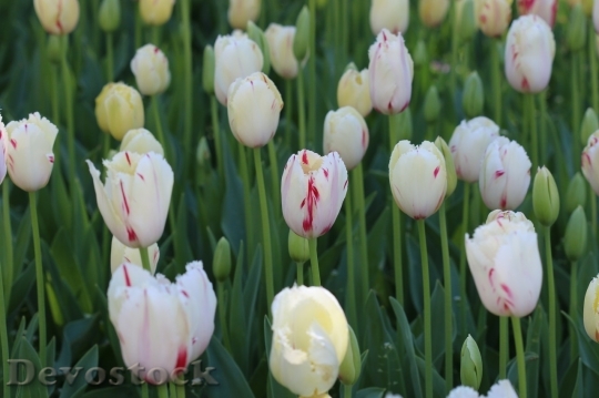 Devostock Tulip beautiful  (282)