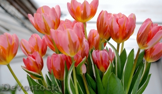Devostock Tulip beautiful  (287)