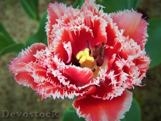 Devostock Tulip beautiful  (291)