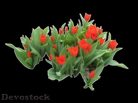 Devostock Tulip beautiful  (294)