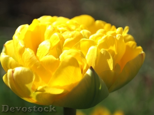 Devostock Tulip beautiful  (295)