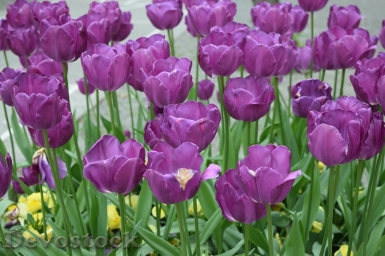 Devostock Tulip beautiful  (299)