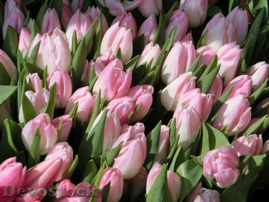 Devostock Tulip beautiful  (3)